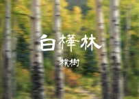 朴树 -《白桦林》
