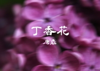 唐磊 -《丁香花》